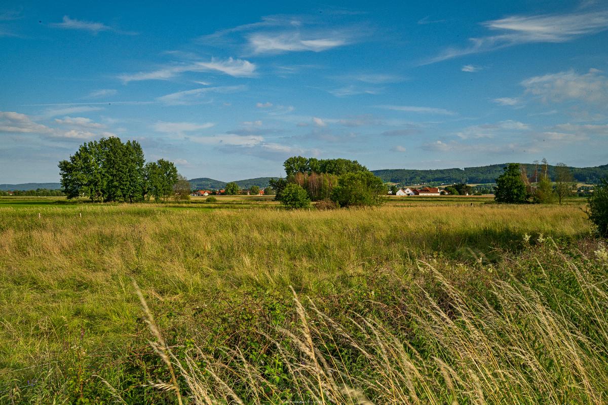 Biologisch und Ortsklima/Mikroklima relevante Bäume, Waldgebiete, Bruchwälder, Wasserflächen und Übergangsbereiche in den Naturschutzgebieten Bastauwiesen und Großes Torfmoor im Kreis Minden-Lübbecke, NRW. Bastauwiesen und Großes Torfmoor. Fotos: Stand 2024.