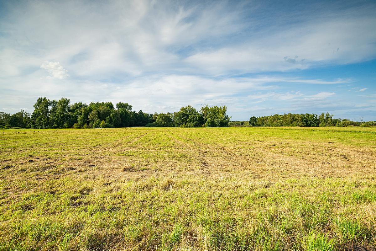 Biologisch und Ortsklima/Mikroklima relevante Bäume, Waldgebiete, Bruchwälder, Wasserflächen und Übergangsbereiche in den Naturschutzgebieten Bastauwiesen und Großes Torfmoor im Kreis Minden-Lübbecke, NRW. Bastauwiesen und Großes Torfmoor. Fotos: Stand 2024.