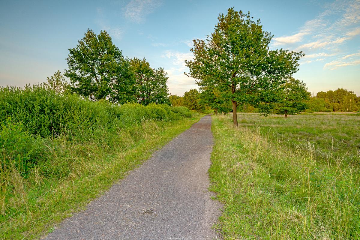 Biologisch und Ortsklima/Mikroklima relevante Bäume, Waldgebiete, Bruchwälder, Wasserflächen und Übergangsbereiche in den Naturschutzgebieten Bastauwiesen und Großes Torfmoor im Kreis Minden-Lübbecke, NRW. Bastauwiesen und Großes Torfmoor. Fotos: Stand 2024.
