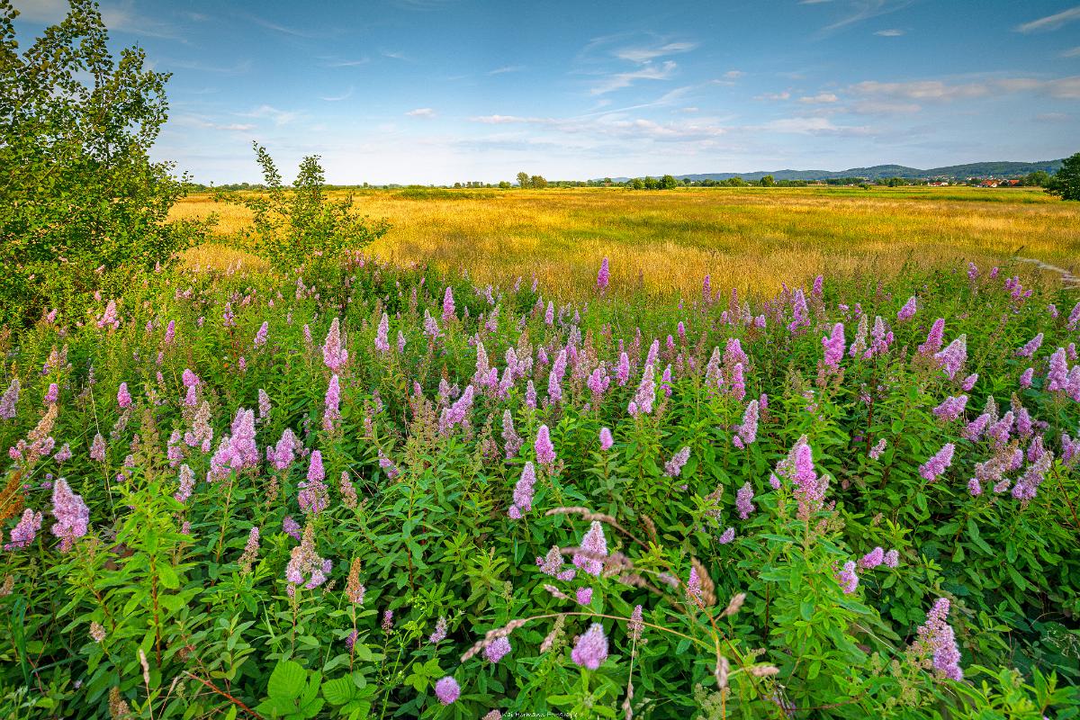 Biologisch und Ortsklima/Mikroklima relevante Bäume, Waldgebiete, Bruchwälder, Wasserflächen und Übergangsbereiche in den Naturschutzgebieten Bastauwiesen und Großes Torfmoor im Kreis Minden-Lübbecke, NRW. Bastauwiesen und Großes Torfmoor. Fotos: Stand 2024.