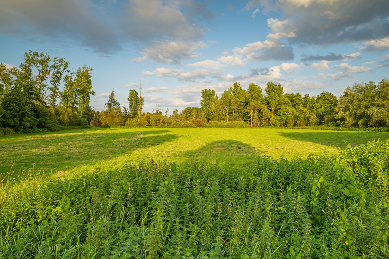 Biologisch und Ortsklima/Mikroklima relevante Bäume, Waldgebiete, Bruchwälder, Wasserflächen und Übergangsbereiche in den Naturschutzgebieten Bastauwiesen und Großes Torfmoor im Kreis Minden-Lübbecke, NRW. Bastauwiesen und Großes Torfmoor. Fotos: Stand 2024.