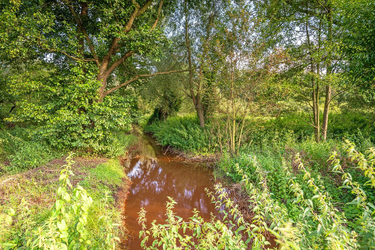 Biologisch und Ortsklima/Mikroklima relevante Bäume, Waldgebiete, Bruchwälder, Wasserflächen und Übergangsbereiche in den Naturschutzgebieten Bastauwiesen und Großes Torfmoor im Kreis Minden-Lübbecke, NRW. Bastauwiesen und Großes Torfmoor. Fotos: Stand 2024.