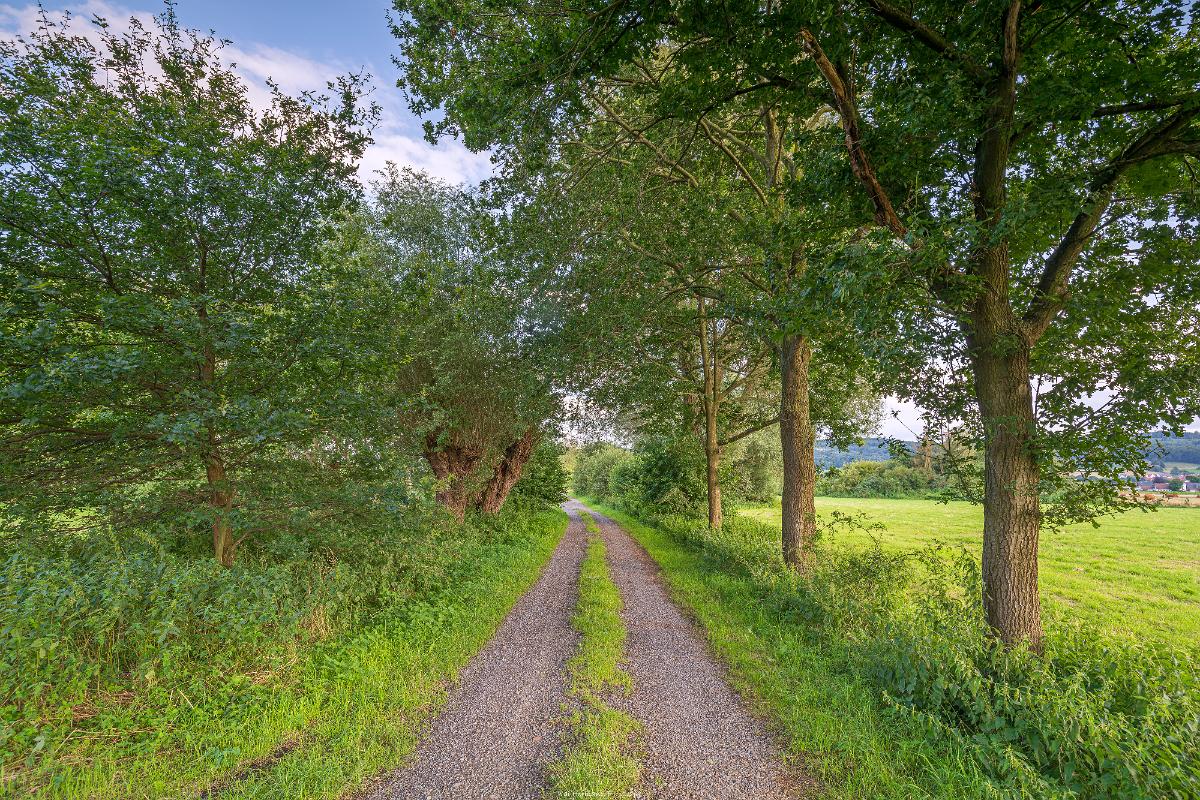 Biologisch und Ortsklima/Mikroklima relevante Bäume, Waldgebiete, Bruchwälder, Wasserflächen und Übergangsbereiche in den Naturschutzgebieten Bastauwiesen und Großes Torfmoor im Kreis Minden-Lübbecke, NRW. Bastauwiesen und Großes Torfmoor. Fotos: Stand 2024.