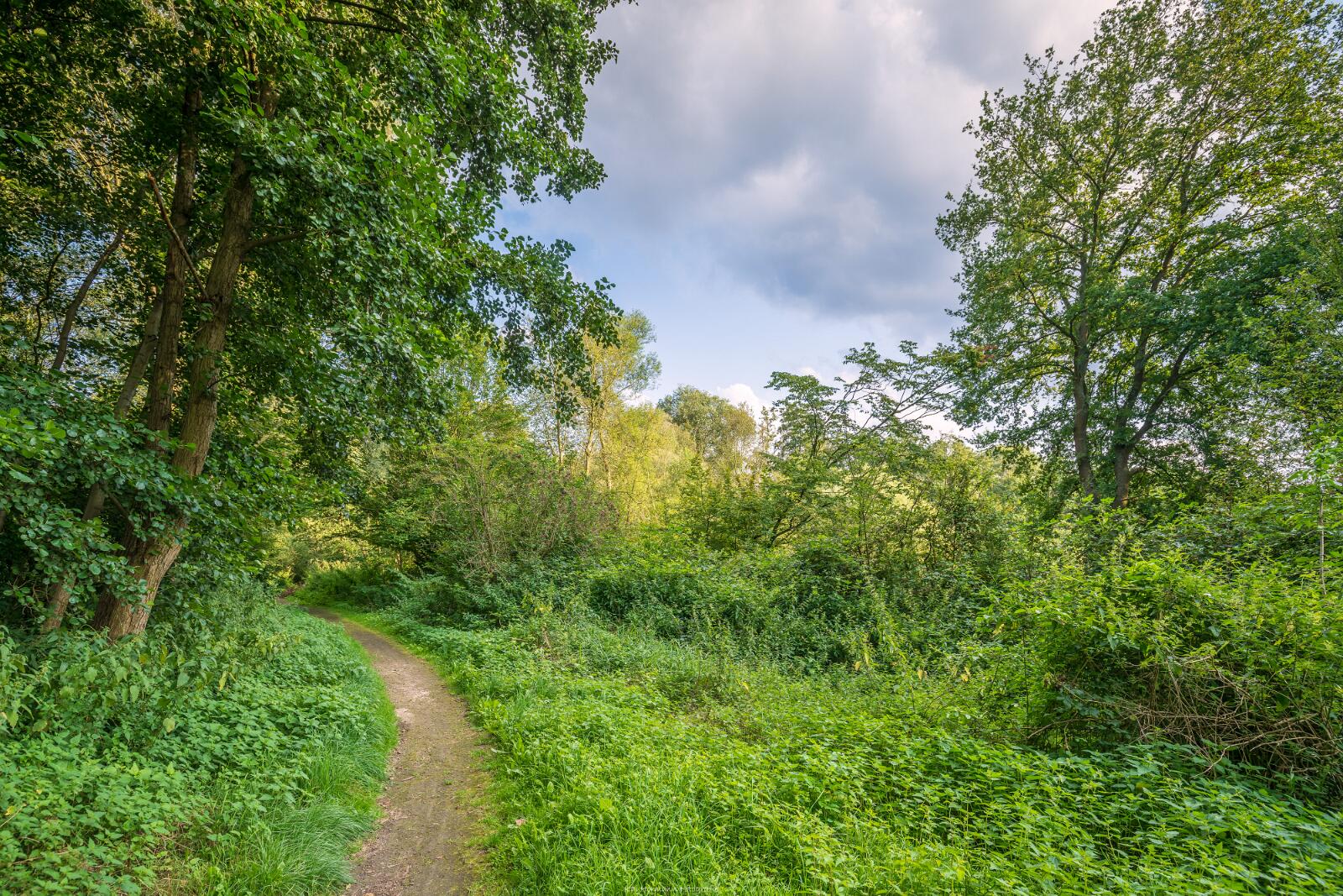 Biologisch und Ortsklima/Mikroklima relevante Bäume, Waldgebiete, Bruchwälder, Wasserflächen und Übergangsbereiche in den Naturschutzgebieten Bastauwiesen und Großes Torfmoor im Kreis Minden-Lübbecke, NRW. Bastauwiesen und Großes Torfmoor. Fotos: Stand 2024.