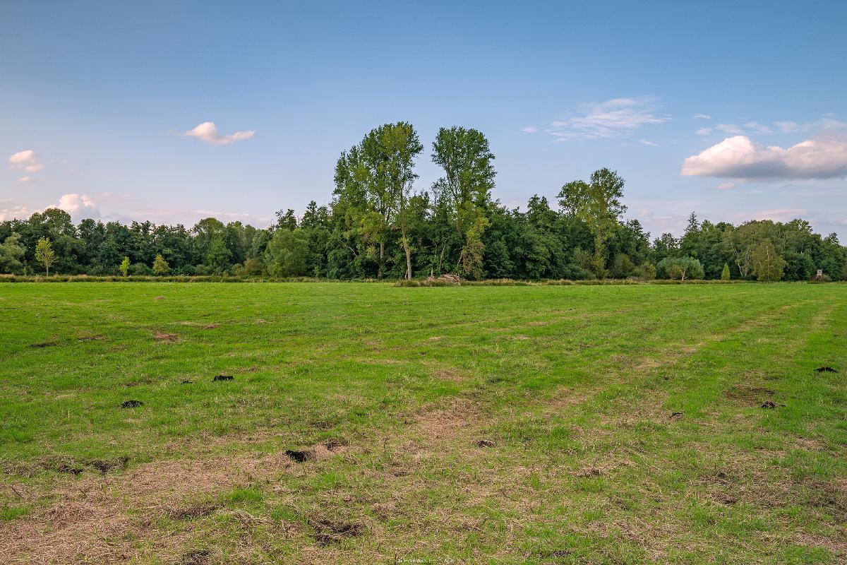 Biologisch und Ortsklima/Mikroklima relevante Bäume, Waldgebiete, Bruchwälder, Wasserflächen und Übergangsbereiche in den Naturschutzgebieten Bastauwiesen und Großes Torfmoor im Kreis Minden-Lübbecke, NRW. Bastauwiesen und Großes Torfmoor. Fotos: Stand 2024.