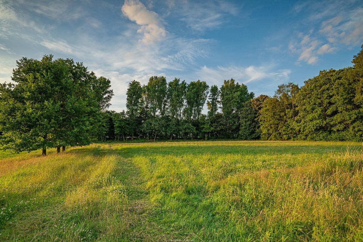 Biologisch und Ortsklima/Mikroklima relevante Bäume, Waldgebiete, Bruchwälder, Wasserflächen und Übergangsbereiche in den Naturschutzgebieten Bastauwiesen und Großes Torfmoor im Kreis Minden-Lübbecke, NRW. Bastauwiesen und Großes Torfmoor. Fotos: Stand 2024.