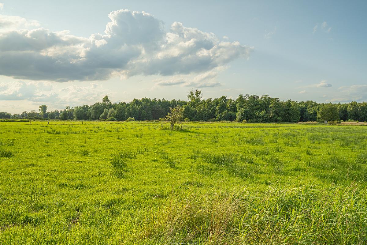 Biologisch und Ortsklima/Mikroklima relevante Bäume, Waldgebiete, Bruchwälder, Wasserflächen und Übergangsbereiche in den Naturschutzgebieten Bastauwiesen und Großes Torfmoor im Kreis Minden-Lübbecke, NRW. Bastauwiesen und Großes Torfmoor. Fotos: Stand 2024.