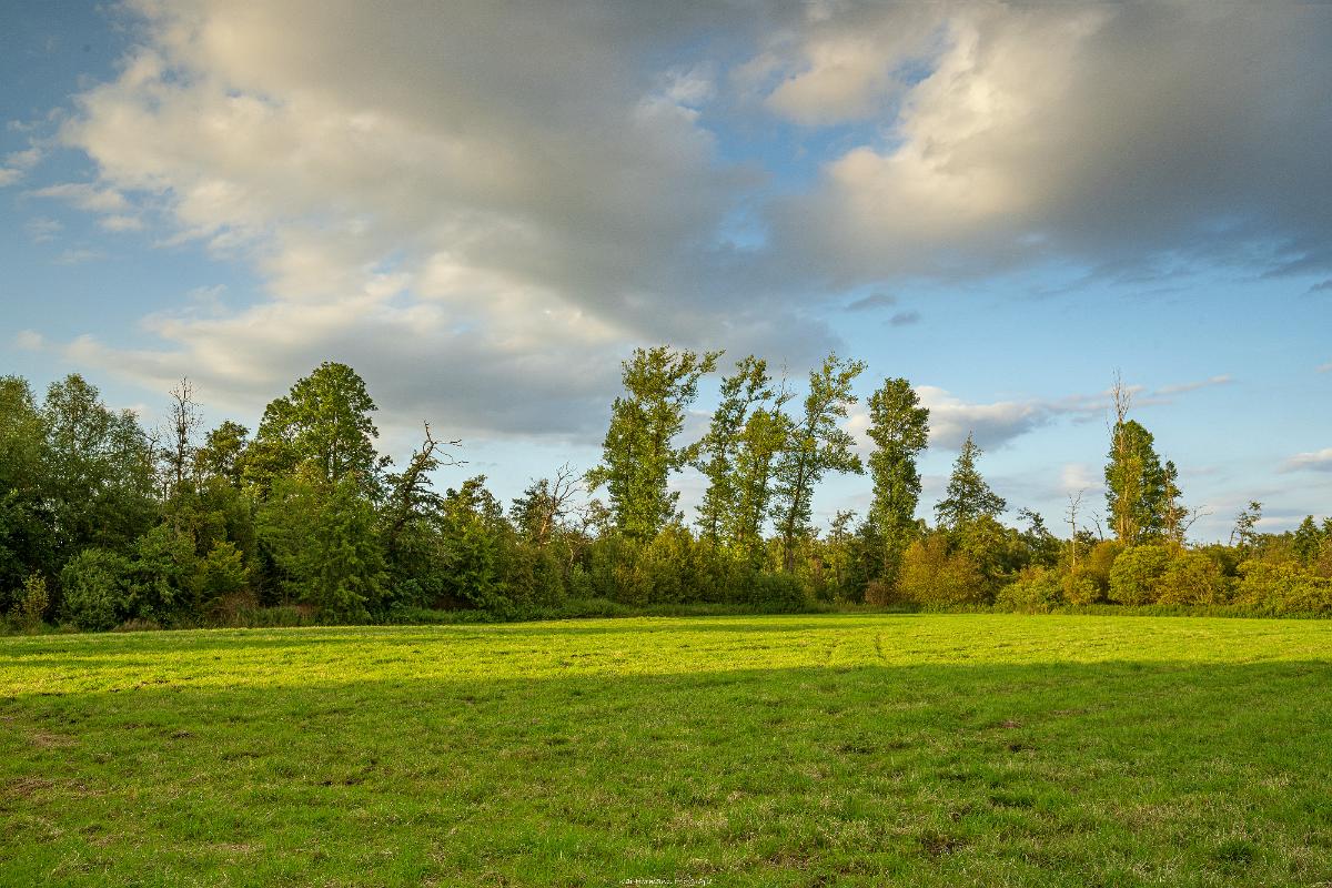 Biologisch und Ortsklima/Mikroklima relevante Bäume, Waldgebiete, Bruchwälder, Wasserflächen und Übergangsbereiche in den Naturschutzgebieten Bastauwiesen und Großes Torfmoor im Kreis Minden-Lübbecke, NRW. Bastauwiesen und Großes Torfmoor. Fotos: Stand 2024.