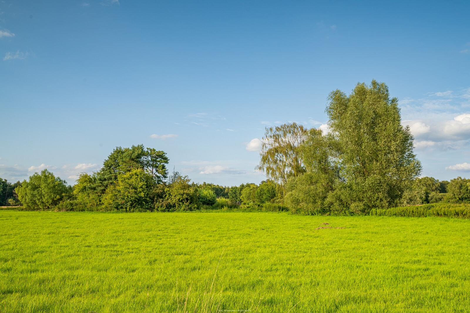 Biologisch und Ortsklima/Mikroklima relevante Bäume, Waldgebiete, Bruchwälder, Wasserflächen und Übergangsbereiche in den Naturschutzgebieten Bastauwiesen und Großes Torfmoor im Kreis Minden-Lübbecke, NRW. Bastauwiesen und Großes Torfmoor. Fotos: Stand 2024.