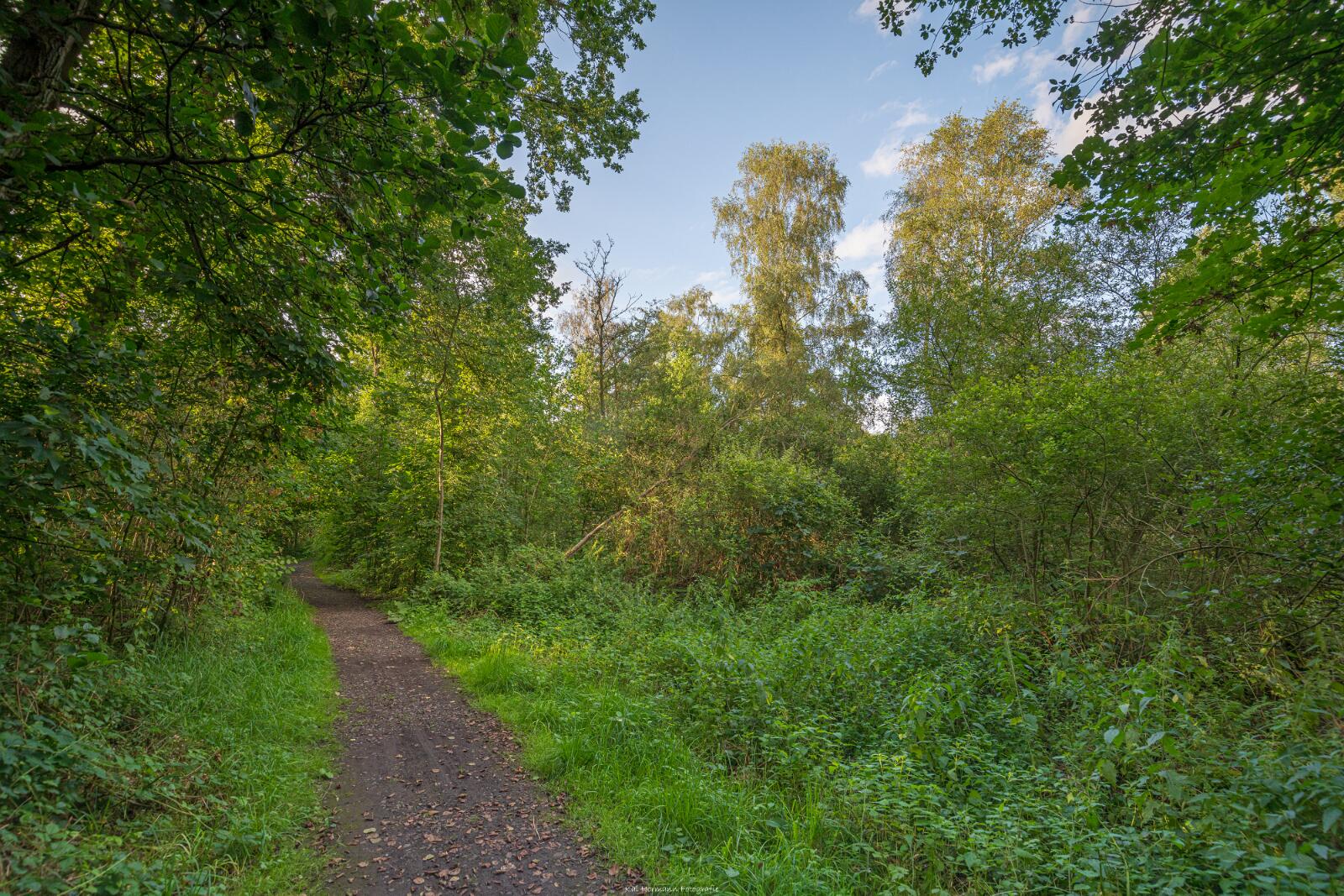 Biologisch und Ortsklima/Mikroklima relevante Bäume, Waldgebiete, Bruchwälder, Wasserflächen und Übergangsbereiche in den Naturschutzgebieten Bastauwiesen und Großes Torfmoor im Kreis Minden-Lübbecke, NRW. Bastauwiesen und Großes Torfmoor. Fotos: Stand 2024.