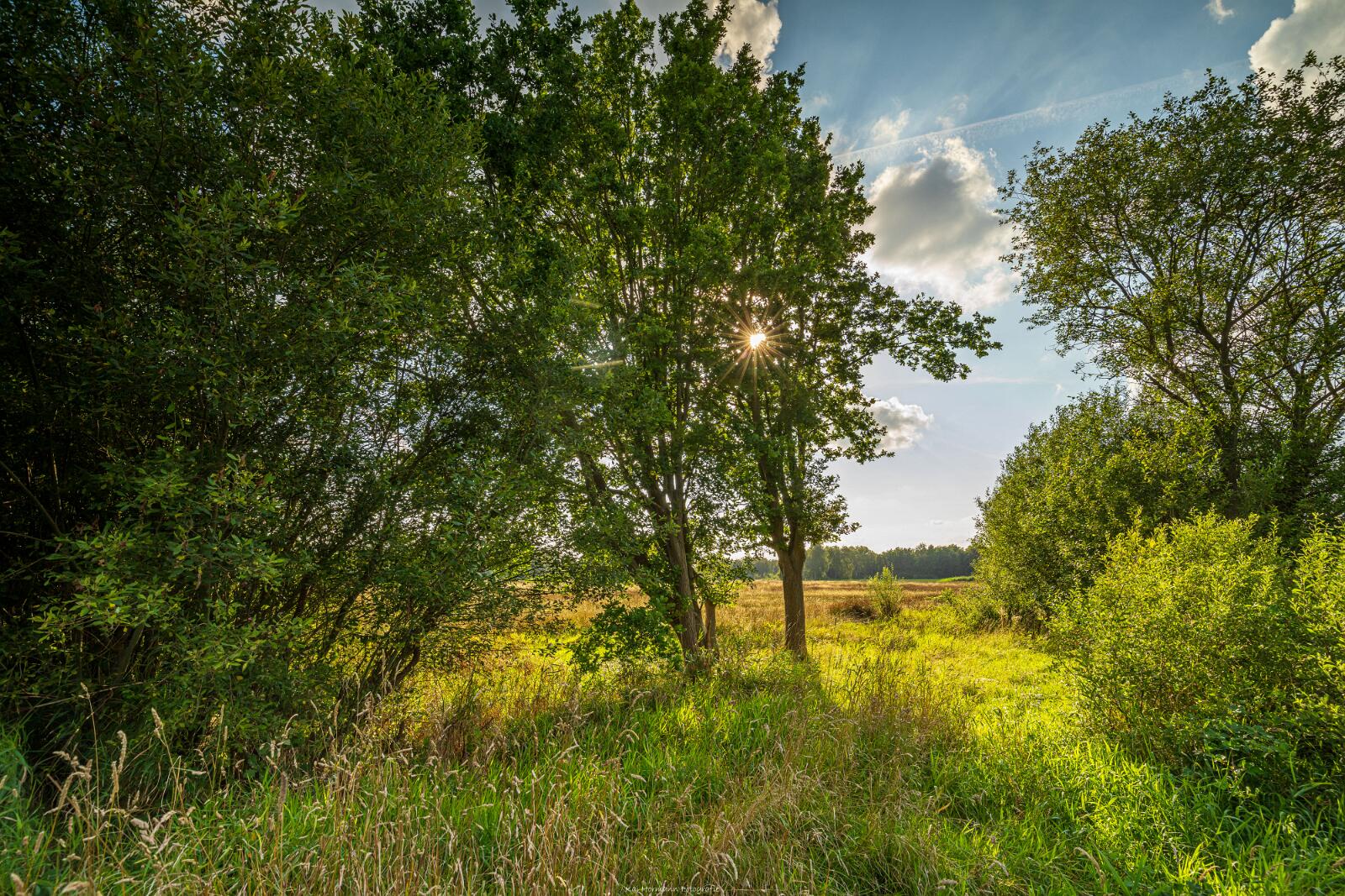 Biologisch und Ortsklima/Mikroklima relevante Bäume, Waldgebiete, Bruchwälder, Wasserflächen und Übergangsbereiche in den Naturschutzgebieten Bastauwiesen und Großes Torfmoor im Kreis Minden-Lübbecke, NRW. Bastauwiesen und Großes Torfmoor. Fotos: Stand 2024.
