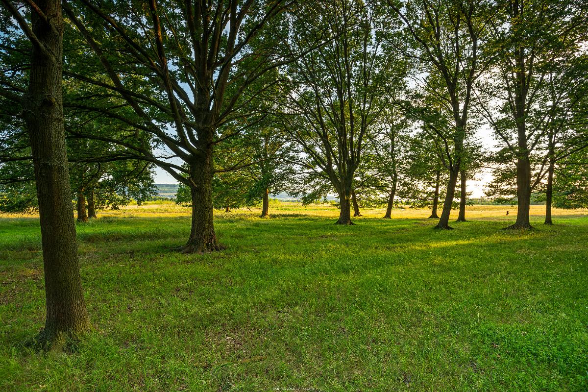 Biologisch und Ortsklima/Mikroklima relevante Bäume, Waldgebiete, Bruchwälder, Wasserflächen und Übergangsbereiche in den Naturschutzgebieten Bastauwiesen und Großes Torfmoor im Kreis Minden-Lübbecke, NRW. Bastauwiesen und Großes Torfmoor. Fotos: Stand 2024.