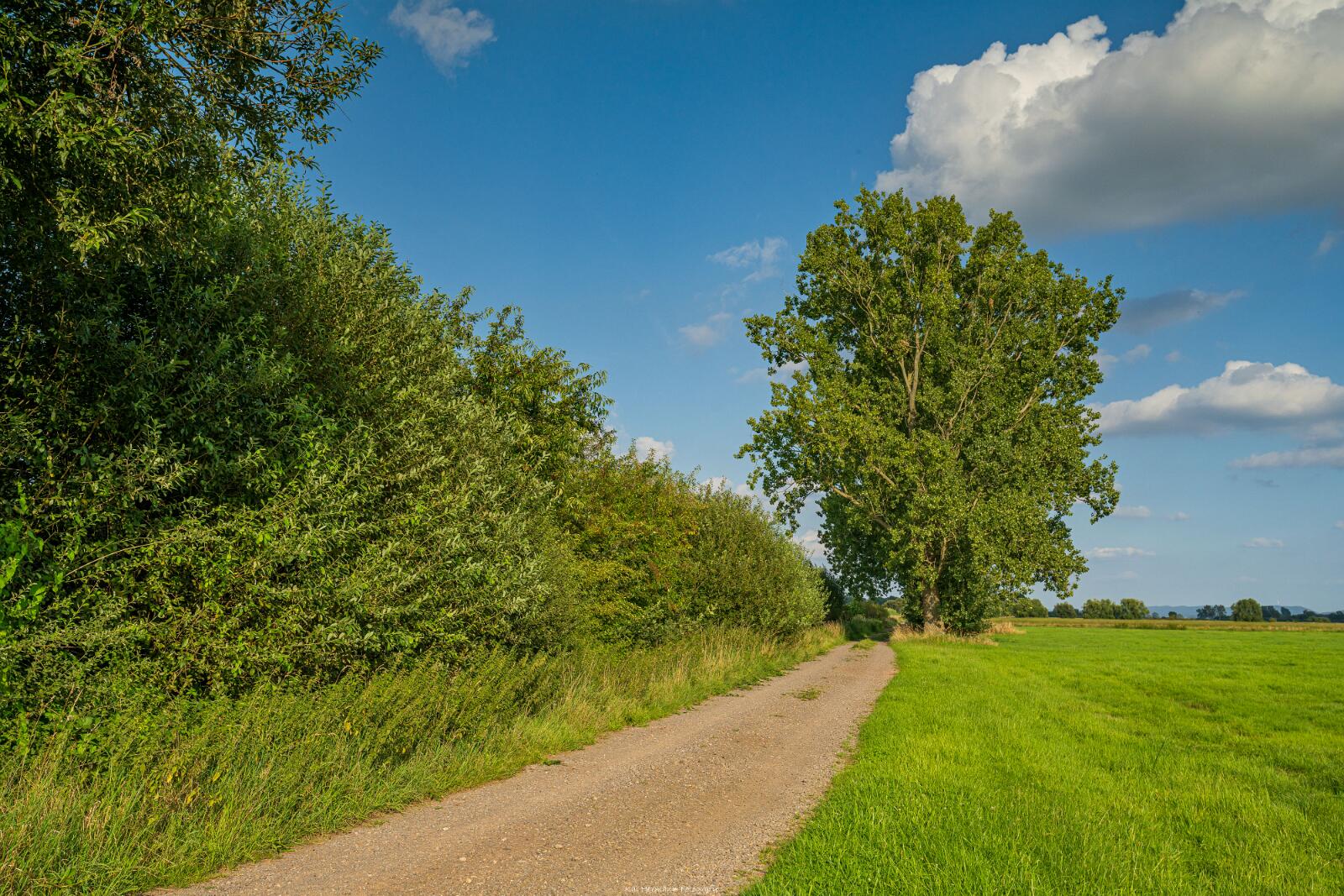 Biologisch und Ortsklima/Mikroklima relevante Bäume, Waldgebiete, Bruchwälder, Wasserflächen und Übergangsbereiche in den Naturschutzgebieten Bastauwiesen und Großes Torfmoor im Kreis Minden-Lübbecke, NRW. Bastauwiesen und Großes Torfmoor. Fotos: Stand 2024.