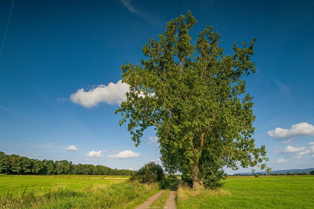 Biologisch und Ortsklima/Mikroklima relevante Bäume, Waldgebiete, Bruchwälder, Wasserflächen und Übergangsbereiche in den Naturschutzgebieten Bastauwiesen und Großes Torfmoor im Kreis Minden-Lübbecke, NRW. Bastauwiesen und Großes Torfmoor. Fotos: Stand 2024.