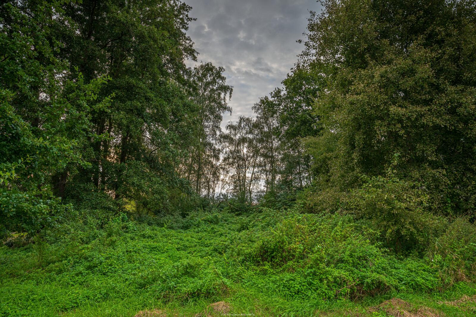 Biologisch und Ortsklima/Mikroklima relevante Bäume, Waldgebiete, Bruchwälder, Wasserflächen und Übergangsbereiche in den Naturschutzgebieten Bastauwiesen und Großes Torfmoor im Kreis Minden-Lübbecke, NRW. Bastauwiesen und Großes Torfmoor. Fotos: Stand 2024.