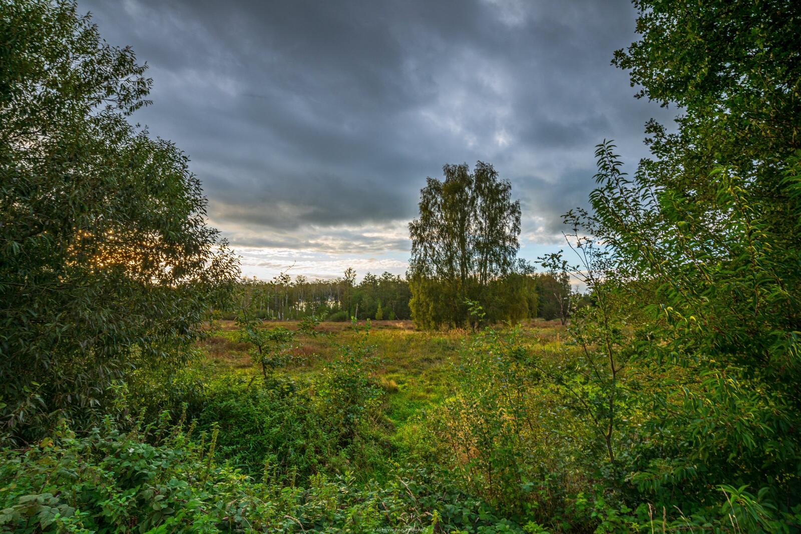 Biologisch und Ortsklima/Mikroklima relevante Bäume, Waldgebiete, Bruchwälder, Wasserflächen und Übergangsbereiche in den Naturschutzgebieten Bastauwiesen und Großes Torfmoor im Kreis Minden-Lübbecke, NRW. Bastauwiesen und Großes Torfmoor. Fotos: Stand 2024.