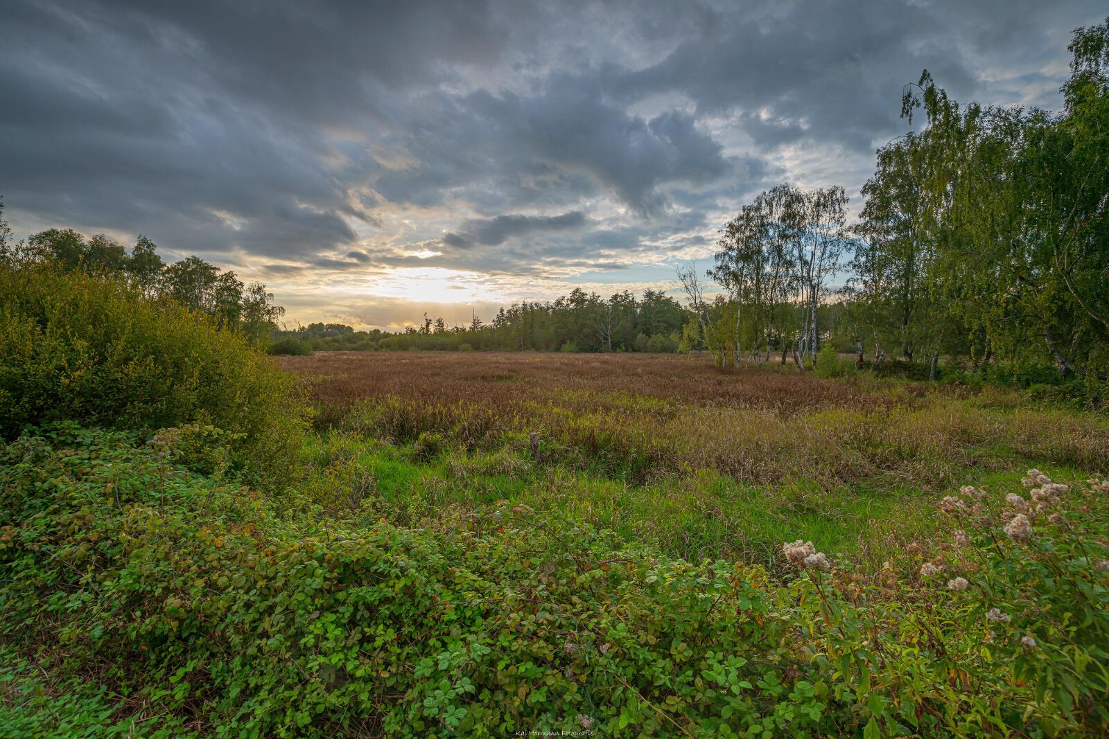 Biologisch und Ortsklima/Mikroklima relevante Bäume, Waldgebiete, Bruchwälder, Wasserflächen und Übergangsbereiche in den Naturschutzgebieten Bastauwiesen und Großes Torfmoor im Kreis Minden-Lübbecke, NRW. Bastauwiesen und Großes Torfmoor. Fotos: Stand 2024.