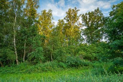 Biologisch und Ortsklima/Mikroklima relevante Bäume, Waldgebiete, Bruchwälder, Wasserflächen und Übergangsbereiche in den Naturschutzgebieten Bastauwiesen und Großes Torfmoor im Kreis Minden-Lübbecke, NRW. Bastauwiesen und Großes Torfmoor. Fotos: Stand 2024.
