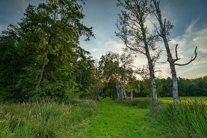 Biologisch und Ortsklima/Mikroklima relevante Bäume, Waldgebiete, Bruchwälder, Wasserflächen und Übergangsbereiche in den Naturschutzgebieten Bastauwiesen und Großes Torfmoor im Kreis Minden-Lübbecke, NRW. Bastauwiesen und Großes Torfmoor. Fotos: Stand 2024.