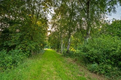 Biologisch und Ortsklima/Mikroklima relevante Bäume, Waldgebiete, Bruchwälder, Wasserflächen und Übergangsbereiche in den Naturschutzgebieten Bastauwiesen und Großes Torfmoor im Kreis Minden-Lübbecke, NRW. Bastauwiesen und Großes Torfmoor. Fotos: Stand 2024.