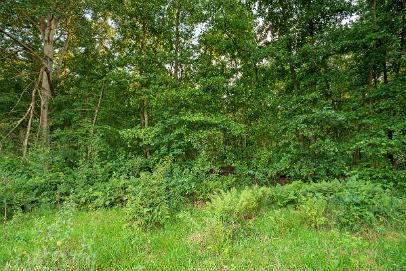 Biologisch und Ortsklima/Mikroklima relevante Bäume, Waldgebiete, Bruchwälder, Wasserflächen und Übergangsbereiche in den Naturschutzgebieten Bastauwiesen und Großes Torfmoor im Kreis Minden-Lübbecke, NRW. Bastauwiesen und Großes Torfmoor. Fotos: Stand 2024.