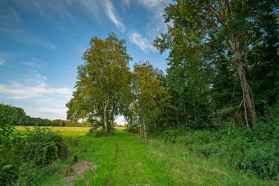 Biologisch und Ortsklima/Mikroklima relevante Bäume, Waldgebiete, Bruchwälder, Wasserflächen und Übergangsbereiche in den Naturschutzgebieten Bastauwiesen und Großes Torfmoor im Kreis Minden-Lübbecke, NRW. Bastauwiesen und Großes Torfmoor. Fotos: Stand 2024.
