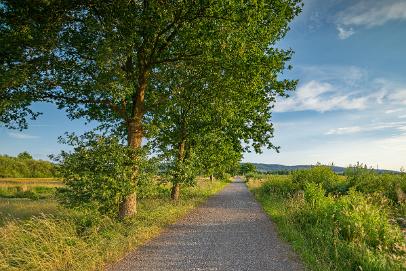 Biologisch und Ortsklima/Mikroklima relevante Bäume, Waldgebiete, Bruchwälder, Wasserflächen und Übergangsbereiche in den Naturschutzgebieten Bastauwiesen und Großes Torfmoor im Kreis Minden-Lübbecke, NRW. Bastauwiesen und Großes Torfmoor. Fotos: Stand 2024.