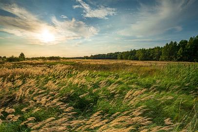 Biologisch und Ortsklima/Mikroklima relevante Bäume, Waldgebiete, Bruchwälder, Wasserflächen und Übergangsbereiche in den Naturschutzgebieten Bastauwiesen und Großes Torfmoor im Kreis Minden-Lübbecke, NRW. Bastauwiesen und Großes Torfmoor. Fotos: Stand 2024.