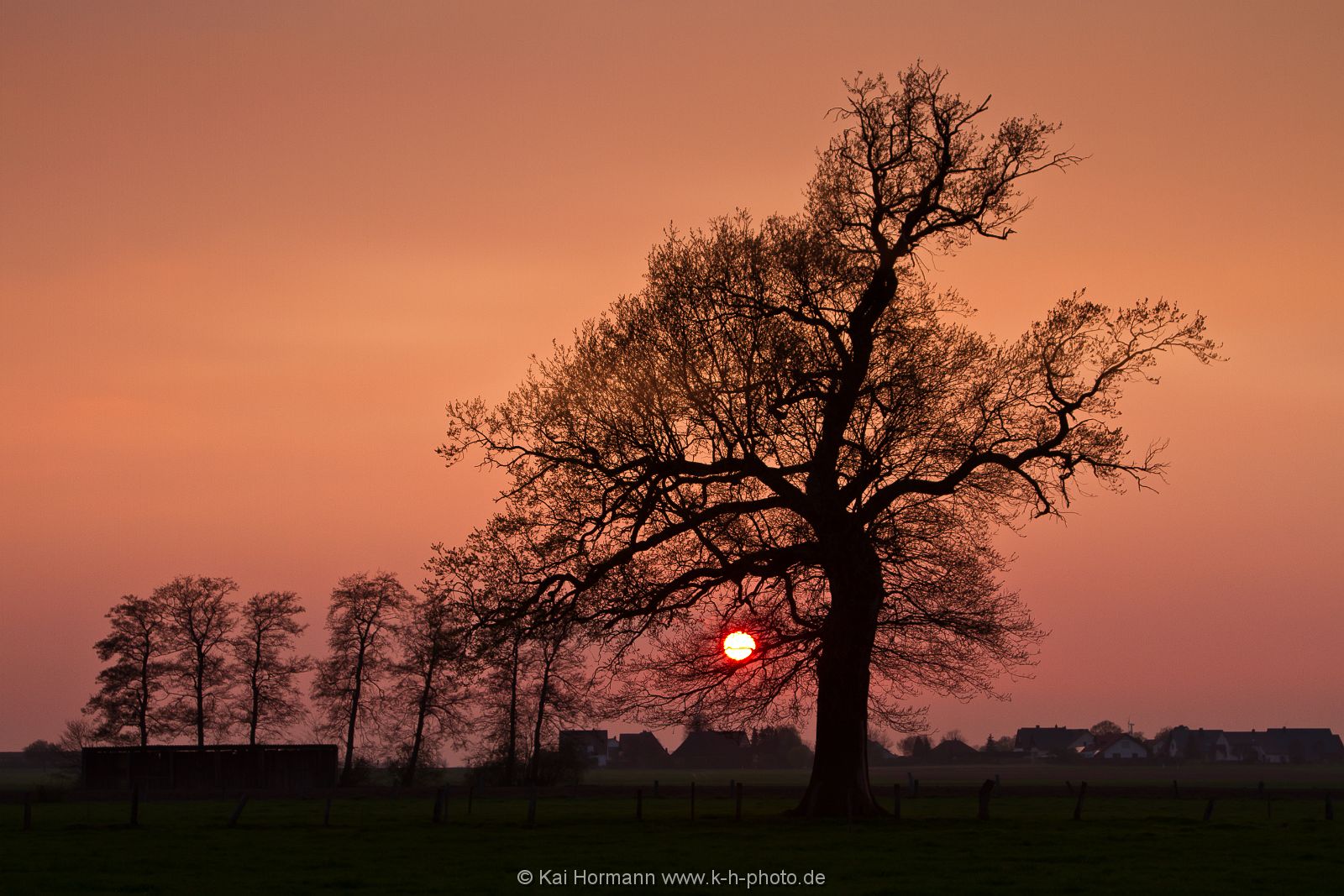 abendlicht-am-baum Diverse Natur und Landschaftsfotos.