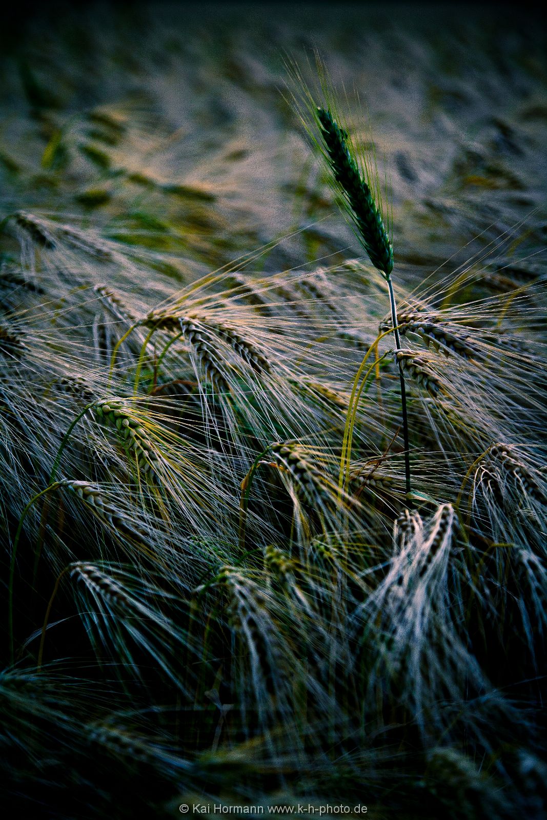 diverses-013 Diverse Natur und Landschaftsfotos.