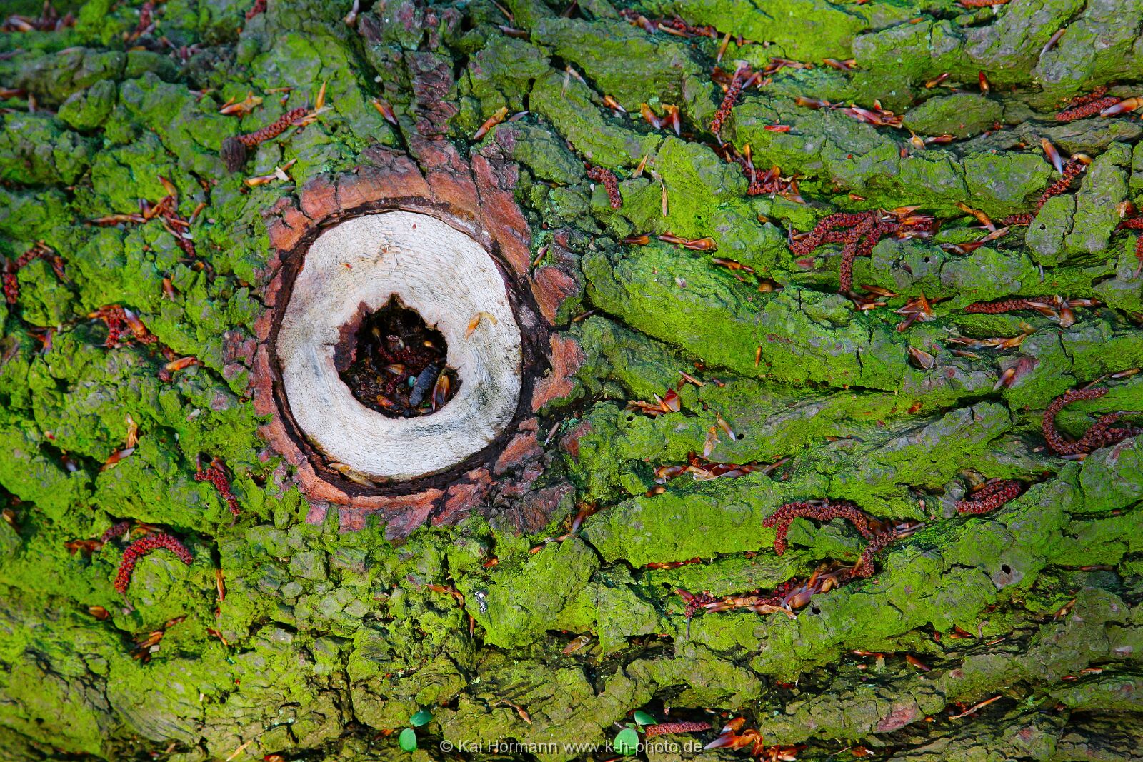 diverses-034 Diverse Natur und Landschaftsfotos.