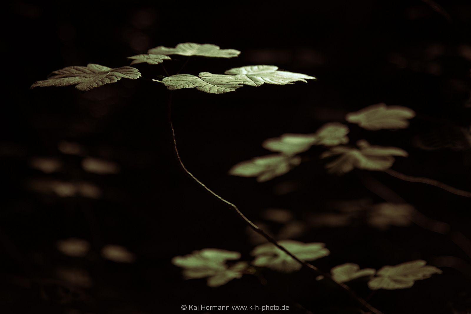 diverses-037 Diverse Natur und Landschaftsfotos.