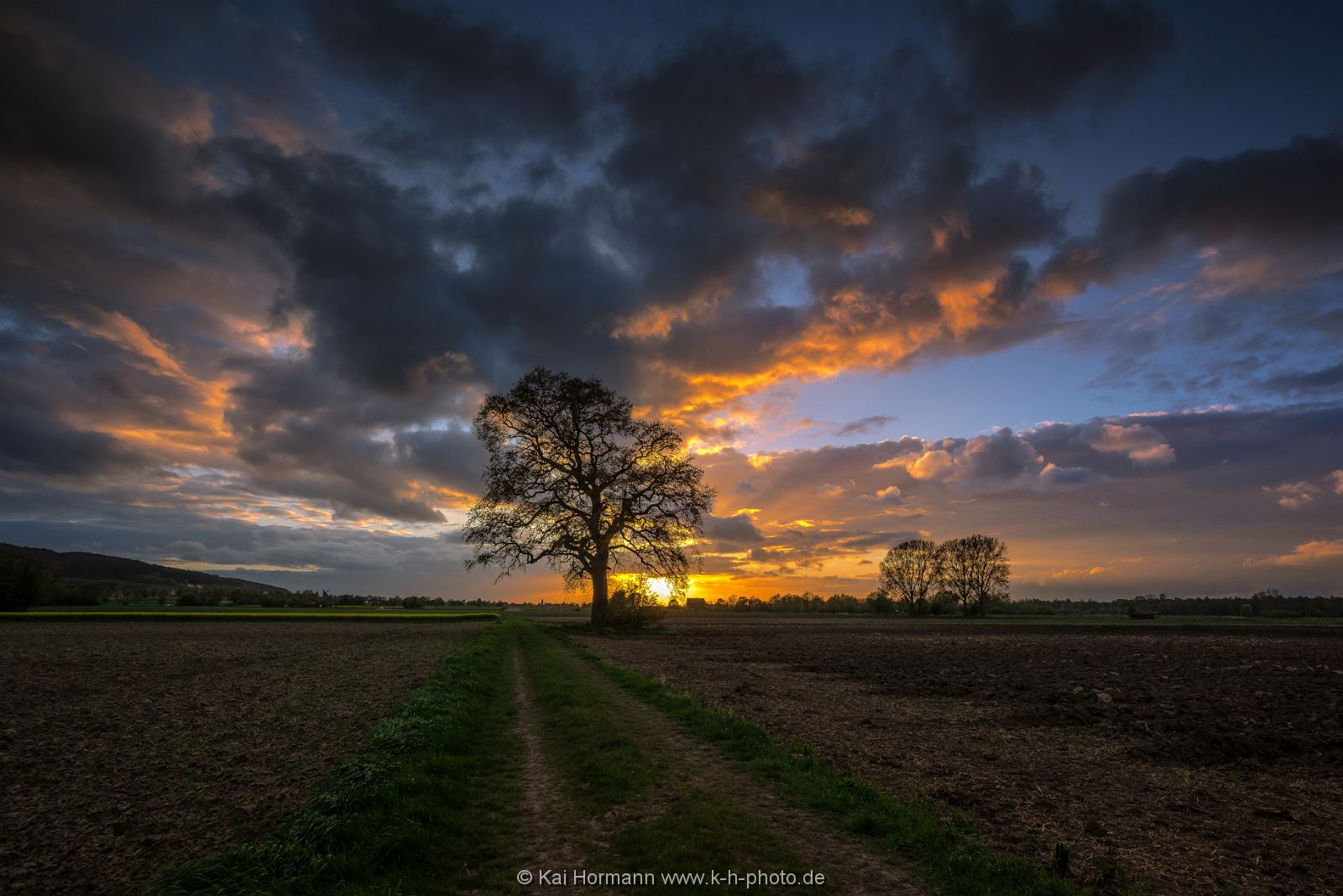 eiche-am-moorweg-april-2017 Diverse Natur und Landschaftsfotos.