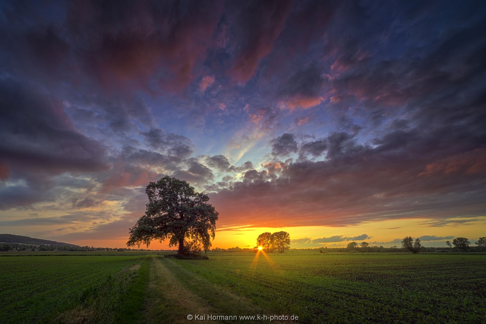 eiche-im-feld Diverse Natur und Landschaftsfotos.