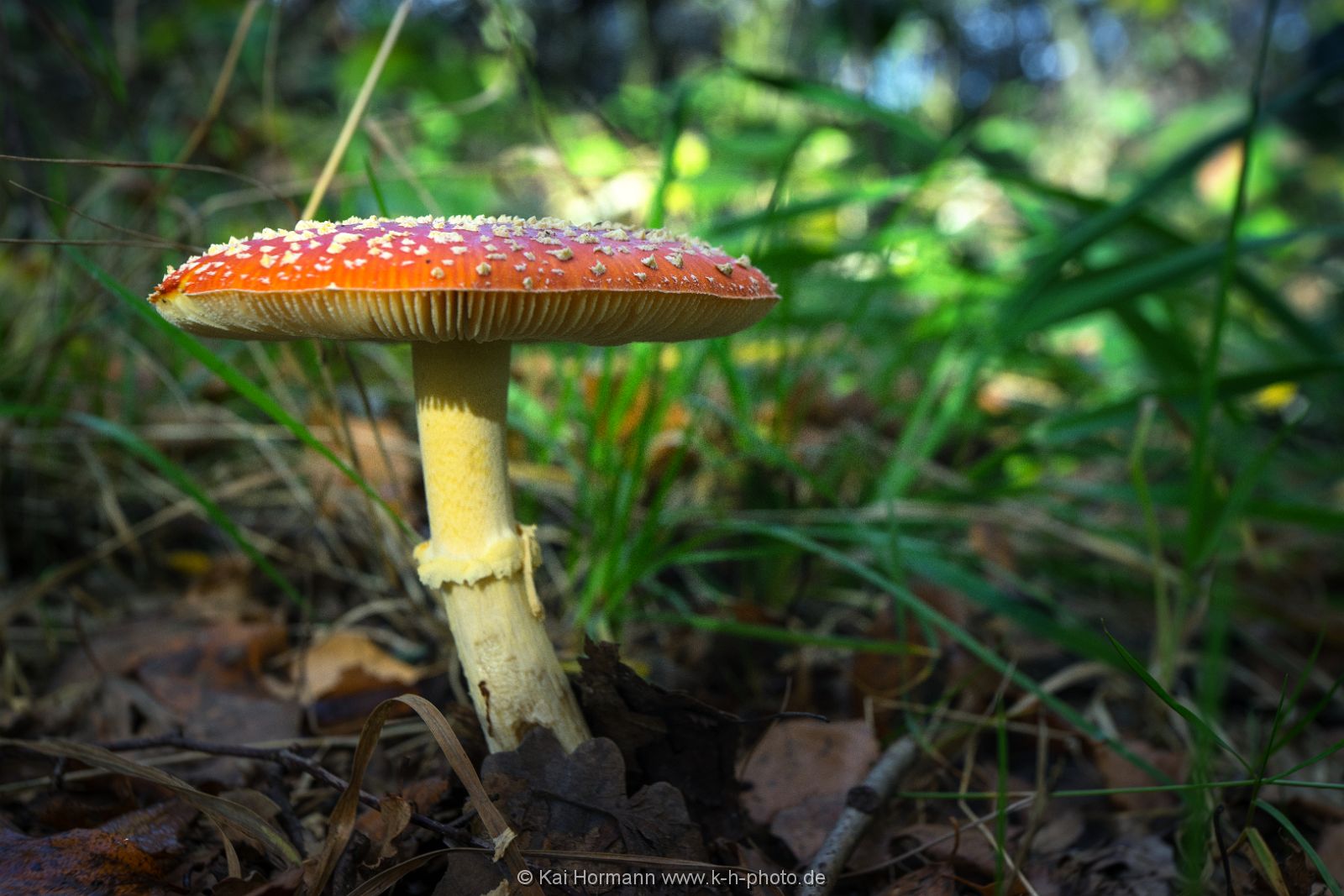 fliegenpilz Diverse Natur und Landschaftsfotos.