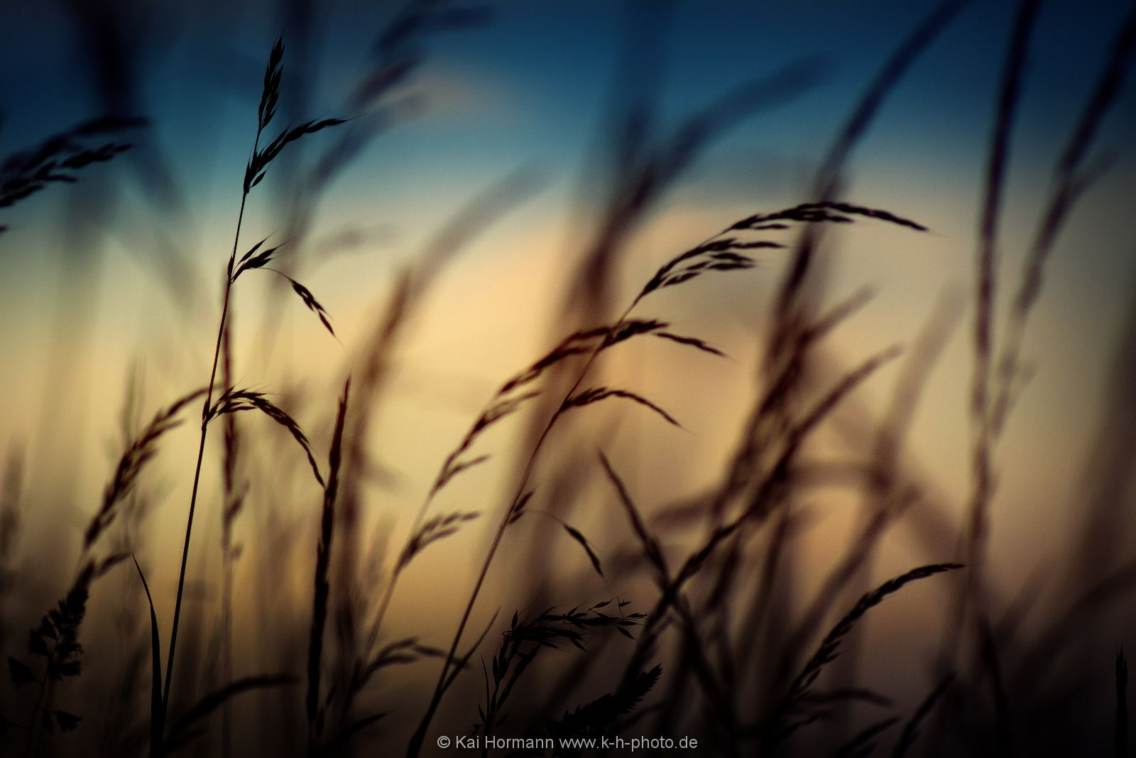 gras-abendstimmung Diverse Natur und Landschaftsfotos.