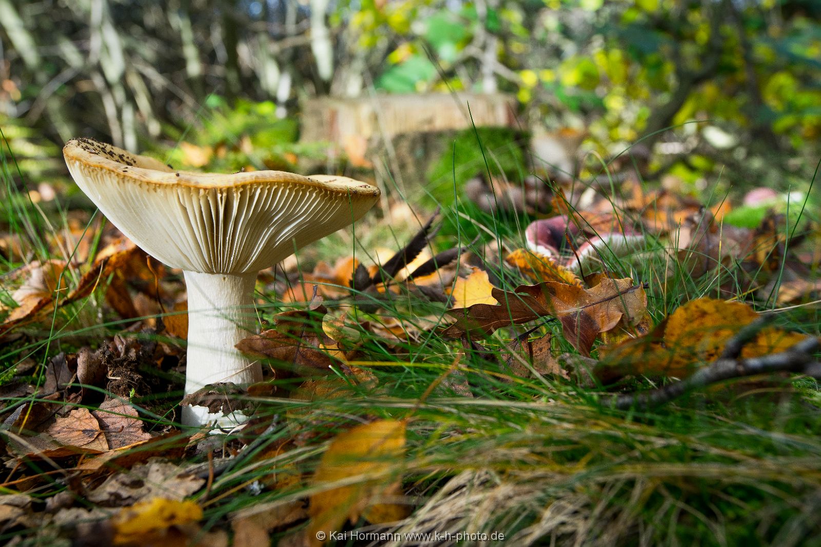 pilze-im-moor Diverse Natur und Landschaftsfotos.