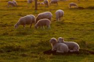 schafe-im-abendlicht-2-april-2018 Diverse Natur und Landschaftsfotos.