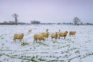 Winter über dem Mühlenkreis. Bilder aus dem Kreis Minden-Lübbecke.