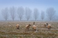 Schafe im Nebel. Bilder aus dem Kreis Minden-Lübbecke.