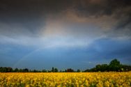 Regenbogen über einem Rapsfeld 07 Mai 2022. Bilder aus dem Kreis Minden-Lübbecke.