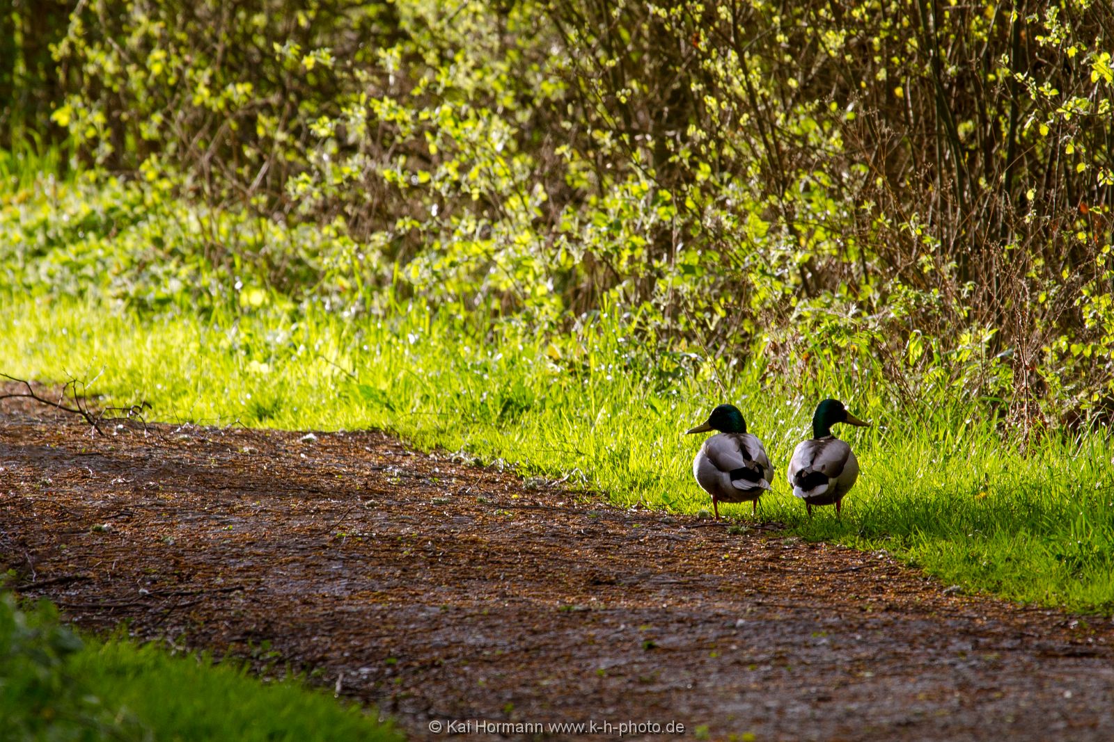 abendspaziergang Wildtiere im Kreis Minden-Lübbecke.