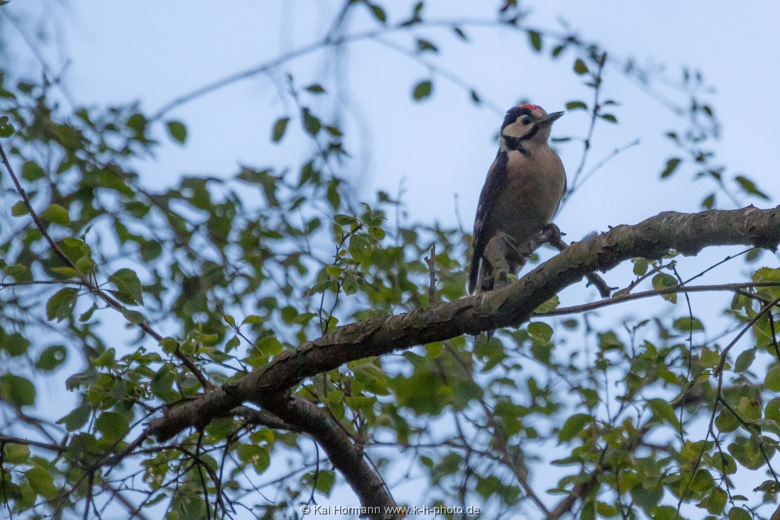 buntspecht-jungvogel Wildtiere im Kreis Minden-Lübbecke.