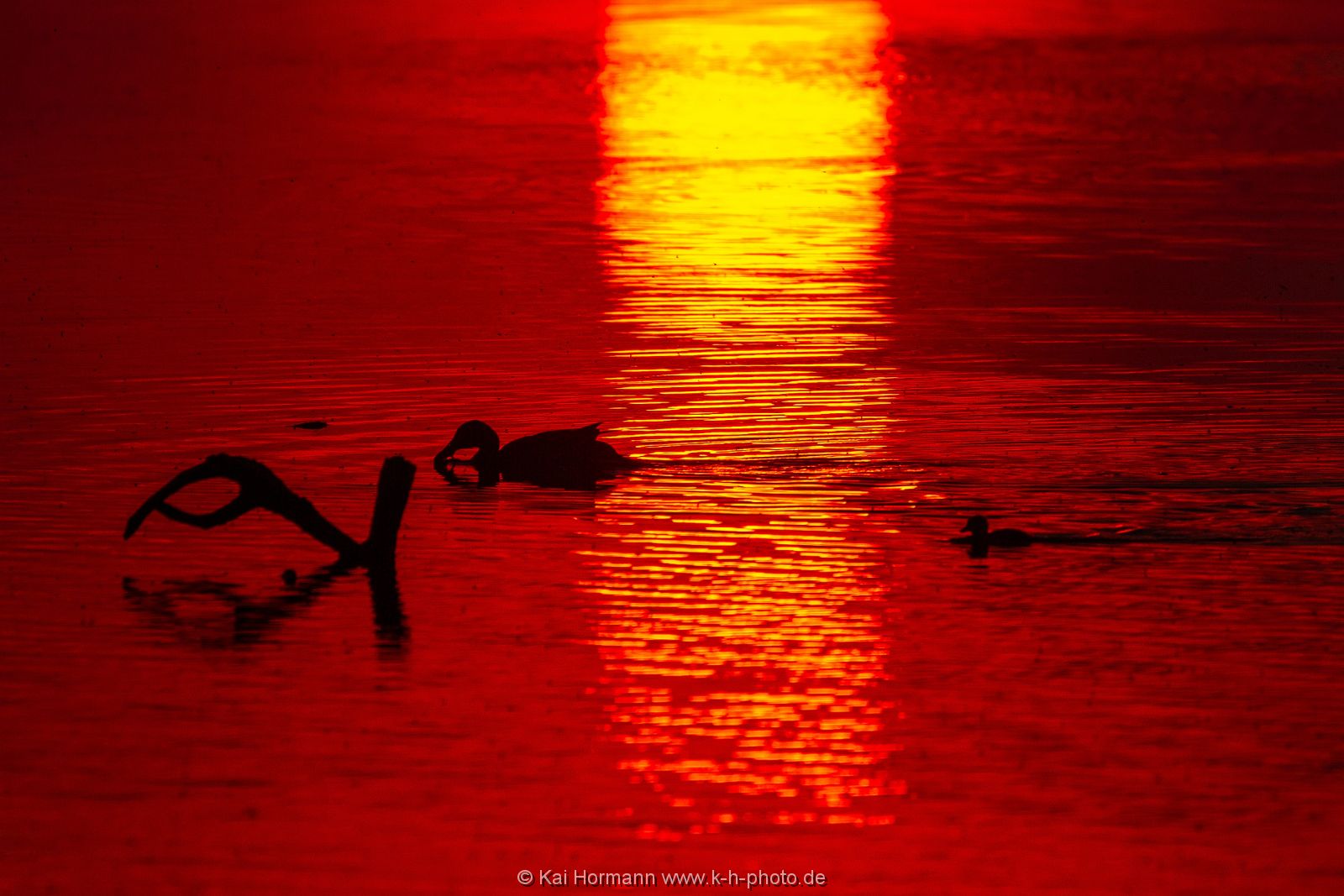 ente-im-abendlicht-mai-2018 Wildtiere im Kreis Minden-Lübbecke.