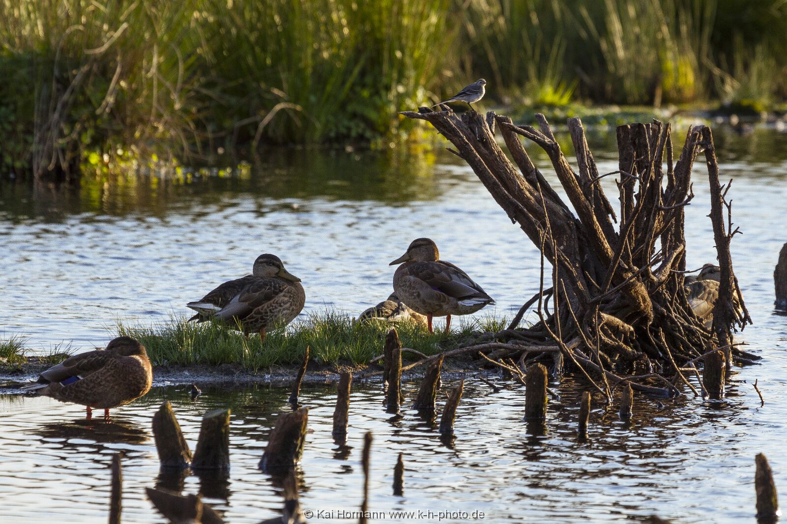 enten-und-bachstelze Wildtiere im Kreis Minden-Lübbecke.