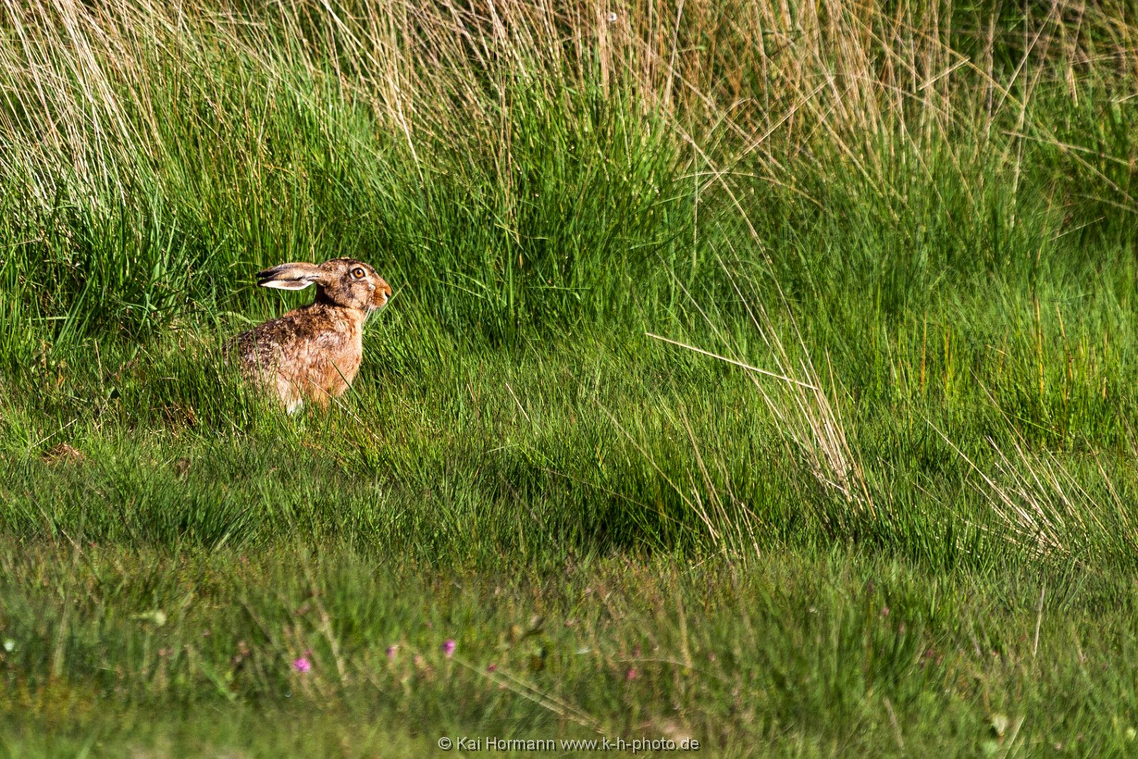 feldhase Wildtiere im Kreis Minden-Lübbecke.