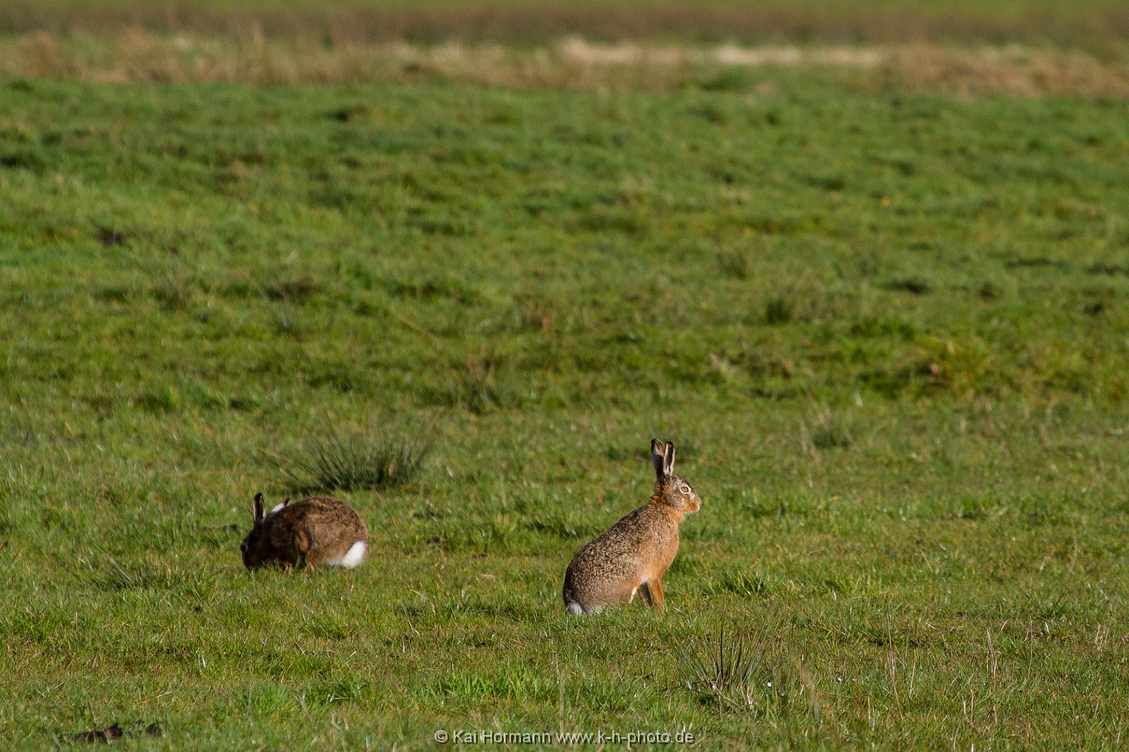 feldhasen Wildtiere im Kreis Minden-Lübbecke.