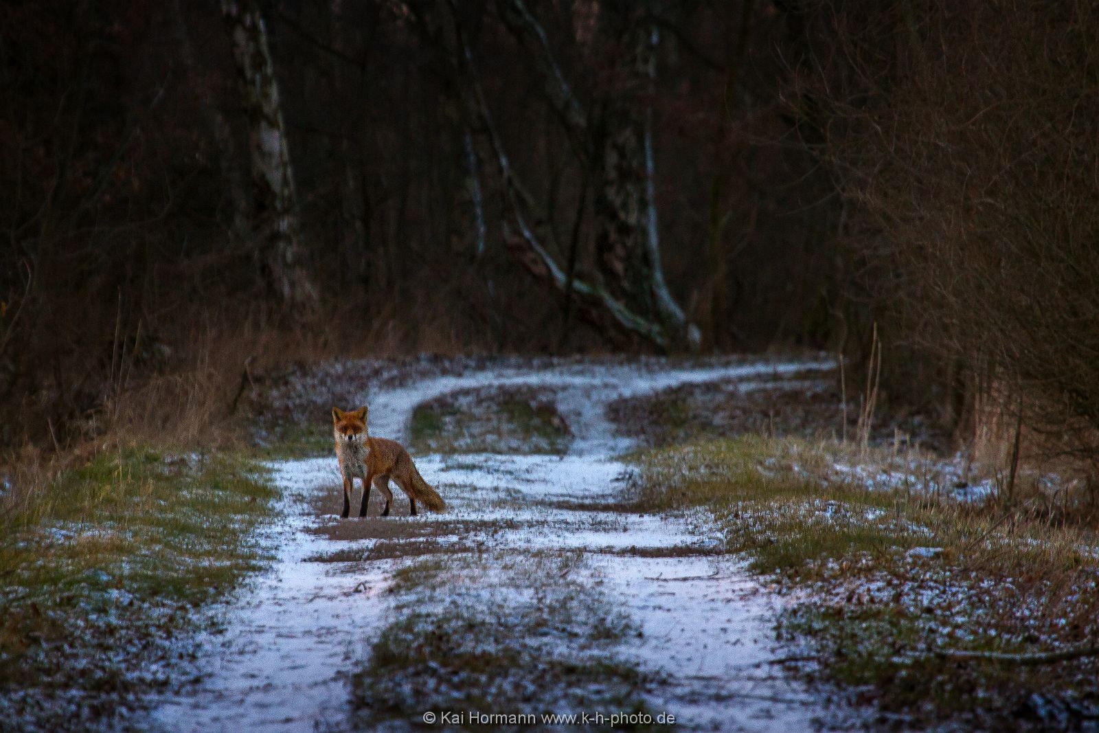 fuchs Wildtiere im Kreis Minden-Lübbecke.