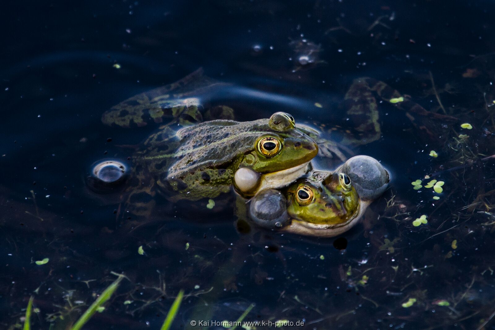 grasfrosch Wildtiere im Kreis Minden-Lübbecke.