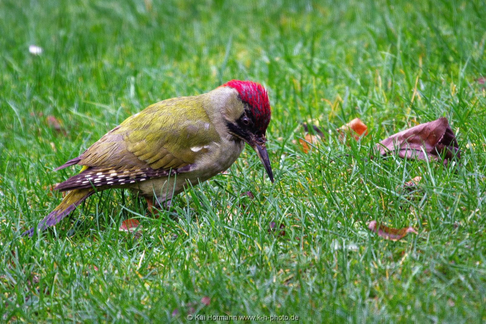 gruenspecht Wildtiere im Kreis Minden-Lübbecke.